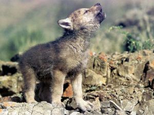 Baby Wolf Howling